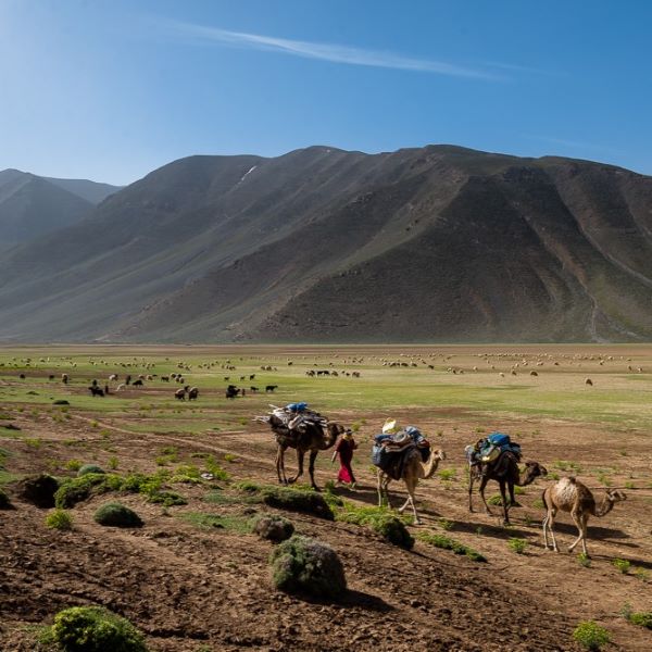 La transhumance au Maroc
